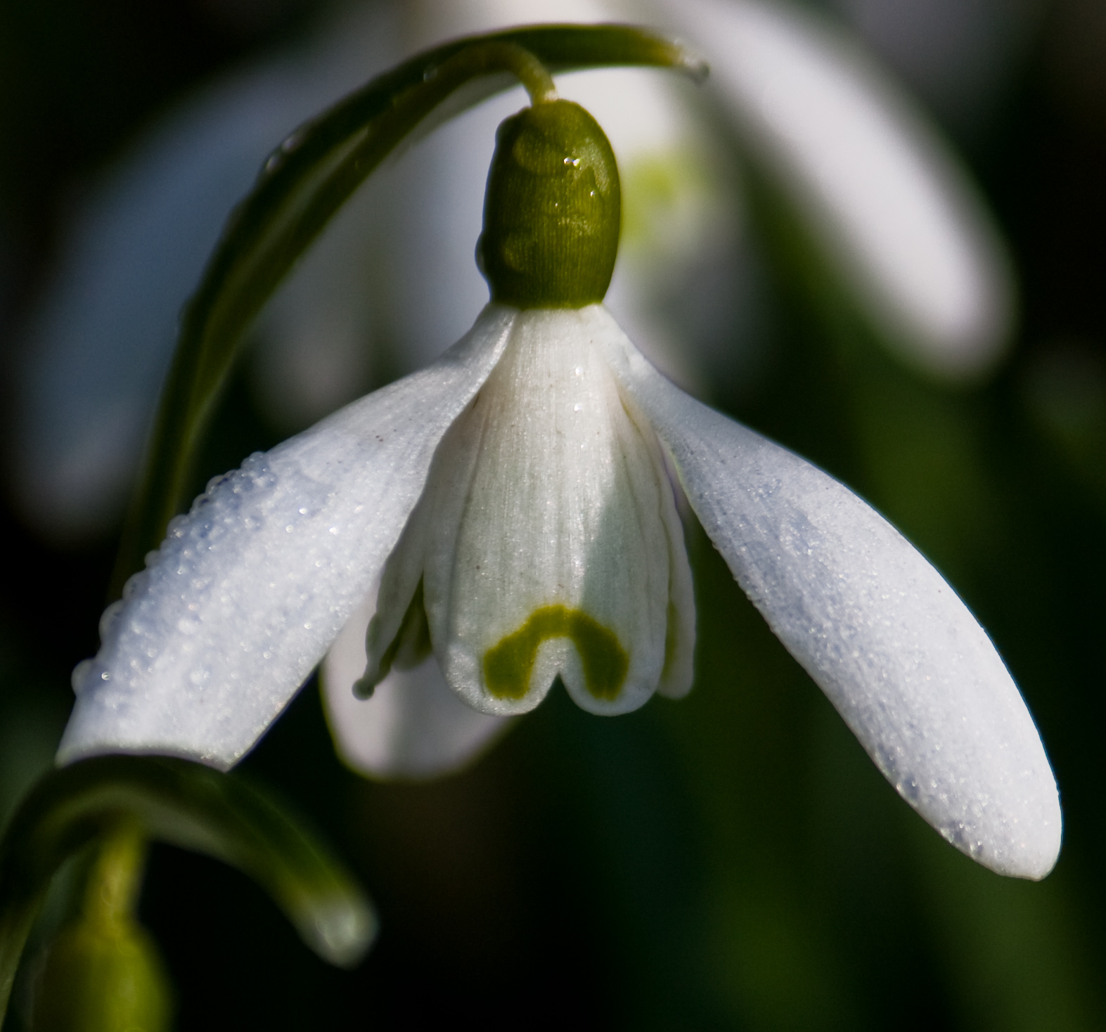 snowdrop-papa-piper-flickr-8561757303_23ea9afd60_o